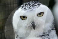 EATURE - Schneeeule macht Faxen