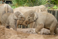 FEATURE - Elefantenfamilie im Chester Zoo