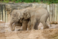 FEATURE - Elefantenfamilie im Chester Zoo