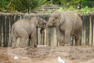 FEATURE - Elefantenfamilie im Chester Zoo