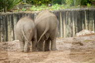 FEATURE - Elefantenfamilie im Chester Zoo