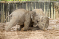 FEATURE - Elefantenfamilie im Chester Zoo