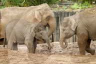 FEATURE - Elefantenfamilie im Chester Zoo