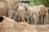 FEATURE - Elefantenfamilie im Chester Zoo
