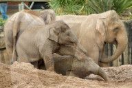 FEATURE - Elefantenfamilie im Chester Zoo