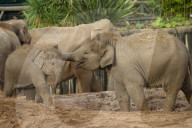 FEATURE - Elefantenfamilie im Chester Zoo