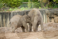 FEATURE - Elefantenfamilie im Chester Zoo