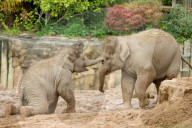 FEATURE - Elefantenfamilie im Chester Zoo