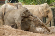 FEATURE - Elefantenfamilie im Chester Zoo