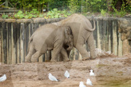 FEATURE - Elefantenfamilie im Chester Zoo