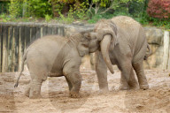 FEATURE - Elefantenfamilie im Chester Zoo