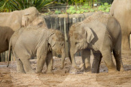 FEATURE - Elefantenfamilie im Chester Zoo