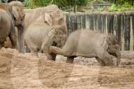 FEATURE - Elefantenfamilie im Chester Zoo