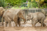 FEATURE - Elefantenfamilie im Chester Zoo
