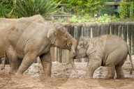 FEATURE - Elefantenfamilie im Chester Zoo