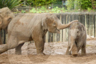FEATURE - Elefantenfamilie im Chester Zoo