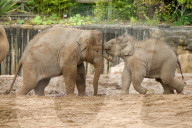 FEATURE - Elefantenfamilie im Chester Zoo