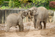 FEATURE - Elefantenfamilie im Chester Zoo