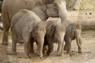 FEATURE - Elefantenfamilie im Chester Zoo