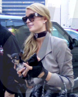 EXKLUSIV - Paris Hilton mit Chris und ihrem Hündli auf Shoppingtour