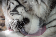 FEATURE - Müder weisser Tiger