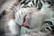FEATURE - Müder weisser Tiger