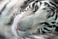 FEATURE - Müder weisser Tiger