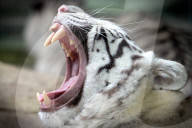 FEATURE - Müder weisser Tiger