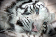 FEATURE - Müder weisser Tiger