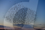 FEATURE - Pix of the Day: Die Bilder des Tages