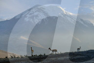 FEATURE - Vikunjas vor Berglandschaft in  Ecuador