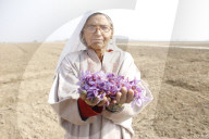 REPORTAGE - Indien: Safranernte in Kaschmir