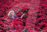 FEATURE - Es weihnachtet schon sehr...