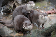 FEATURE - Otter fressen einen Hasen im Jihlava Zoo