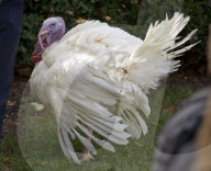 NEWS - Washington: Trump begnadigt traditionell einen Truthahn zu Thanksgiving