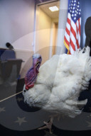 NEWS - Washington: Trump begnadigt traditionell einen Truthahn zu Thanksgiving
