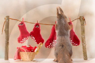 FEATURE - Weihnachtsstimmung bei den Eichhörnchen