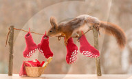 FEATURE - Weihnachtsstimmung bei den Eichhörnchen