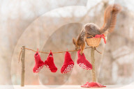 FEATURE - Weihnachtsstimmung bei den Eichhörnchen