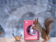 FEATURE - Weihnachtsstimmung bei den Eichhörnchen