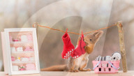 FEATURE - Weihnachtsstimmung bei den Eichhörnchen