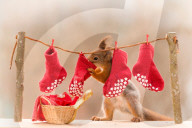 FEATURE - Weihnachtsstimmung bei den Eichhörnchen