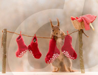 FEATURE - Weihnachtsstimmung bei den Eichhörnchen