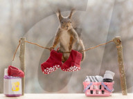 FEATURE - Weihnachtsstimmung bei den Eichhörnchen