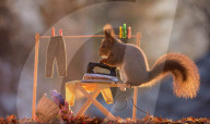 FEATURE - Weihnachtsstimmung bei den Eichhörnchen