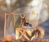 FEATURE - Weihnachtsstimmung bei den Eichhörnchen