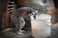 Ring-tailed lemurs at Dvur Kralove Zoo, Czech Republic - 30 Nov 2017