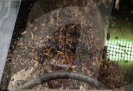 PEOPLE - Gruselig: Karaoke im Insektenverseuchten Auto im Dschungelcamp