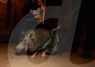 FEATURE - New York: Blessing of the animals - Tiere in der Kirche 