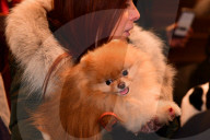 FEATURE - New York: Blessing of the animals - Tiere in der Kirche 